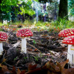 hallucinogen