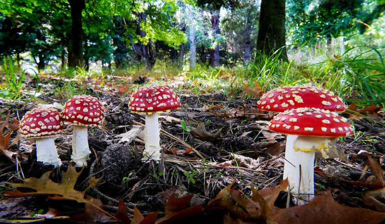 hallucinogen