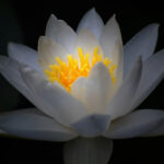 enlightenment