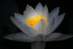 enlightenment